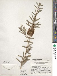 Callistemon rugulosus image