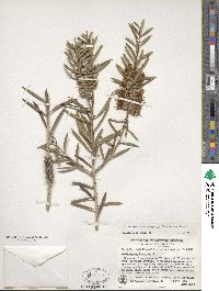 Callistemon rugulosus image