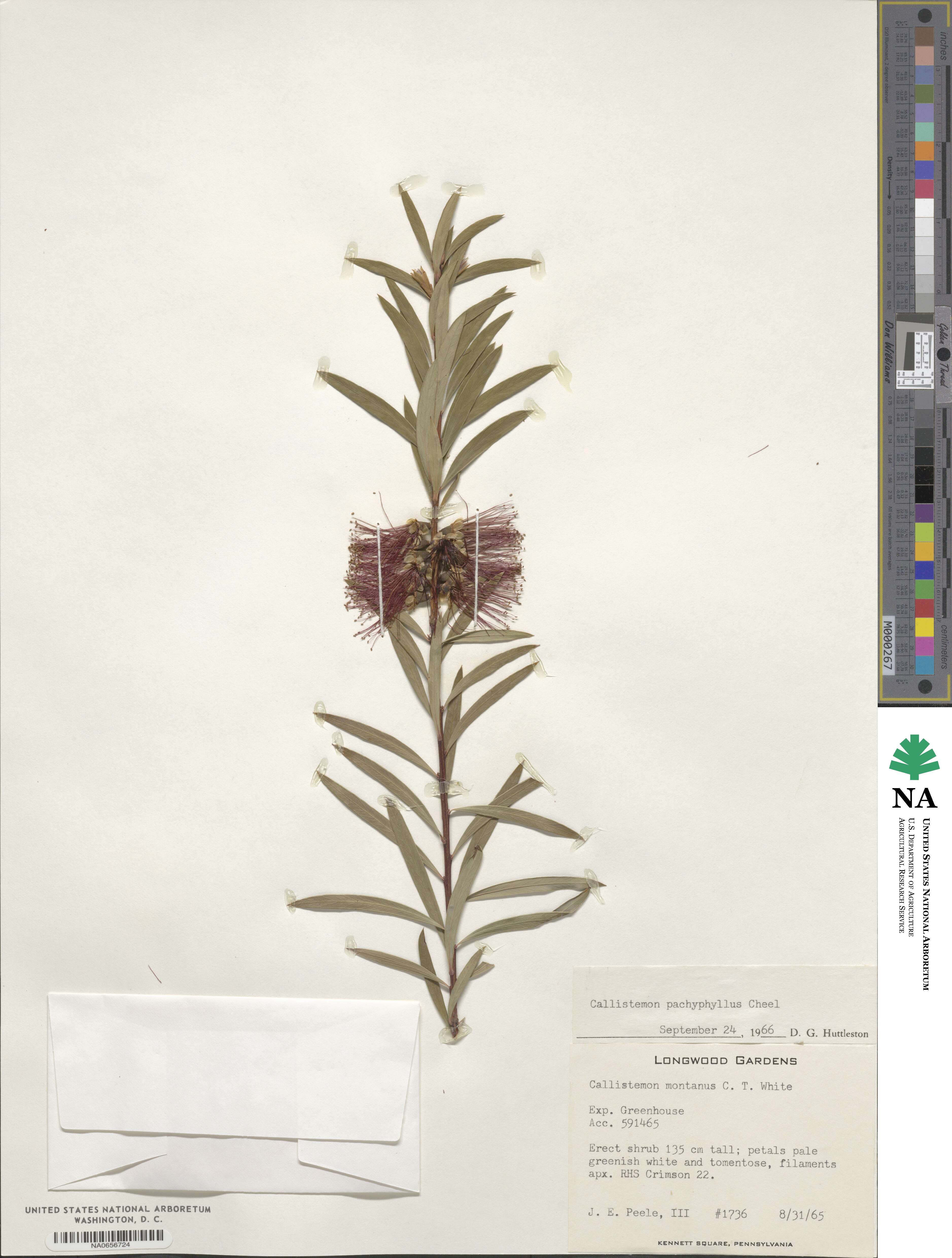 Callistemon pachyphyllus image