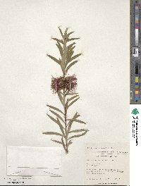 Image of Callistemon pachyphyllus