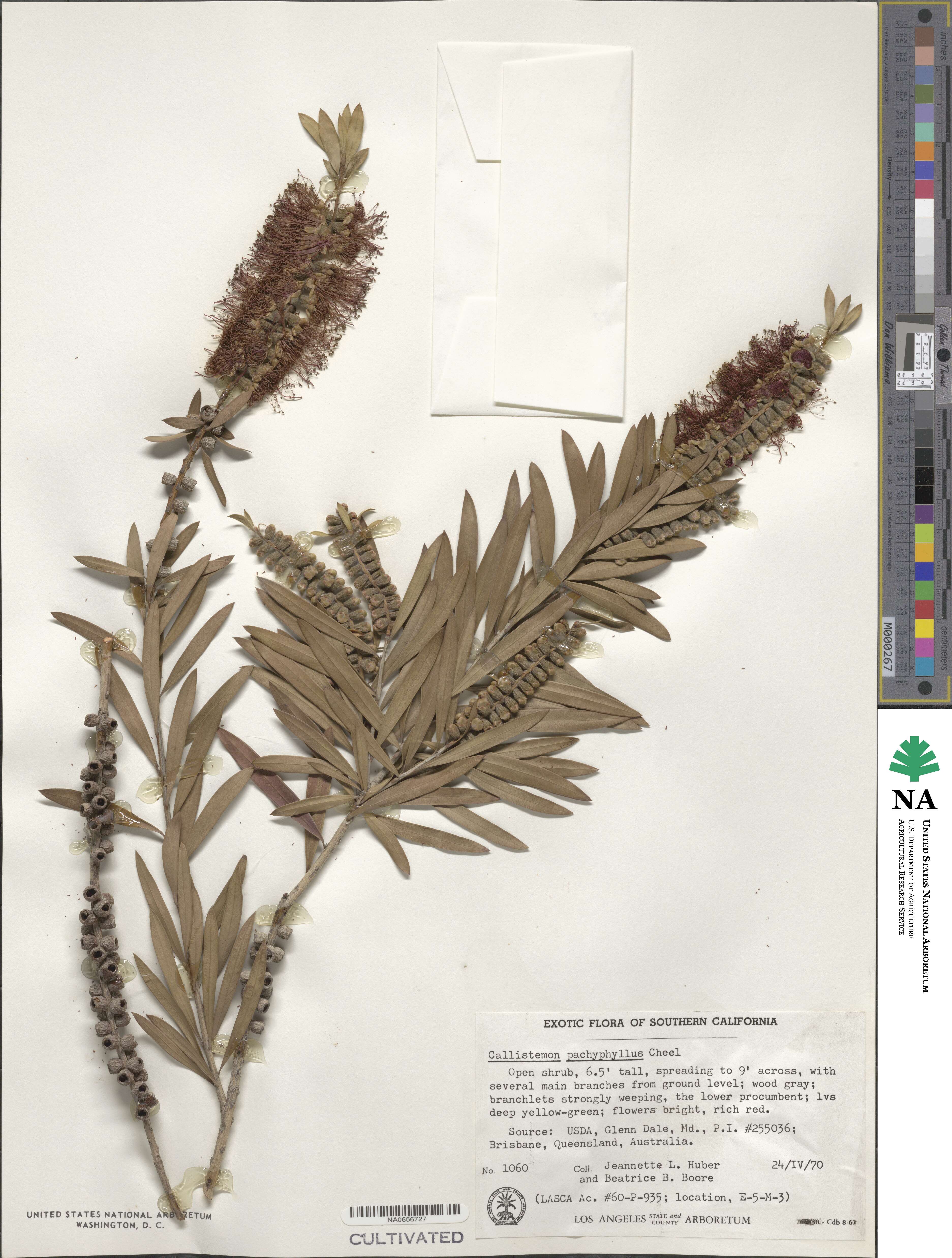 Callistemon pachyphyllus image