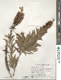 Callistemon pachyphyllus image