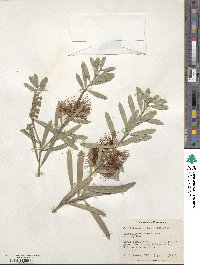 Callistemon pachyphyllus image