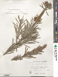 Callistemon pachyphyllus image