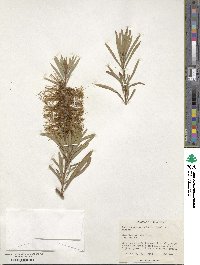 Callistemon pachyphyllus image