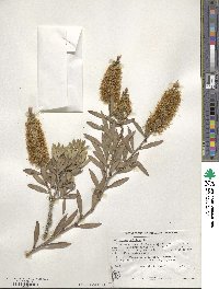 Melaleuca pallida image