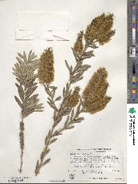 Melaleuca pallida image