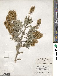 Melaleuca pallida image