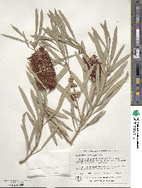 Callistemon phoeniceus image