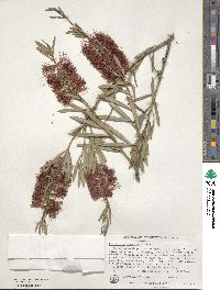 Callistemon phoeniceus image