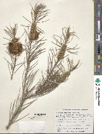 Callistemon pinifolius image