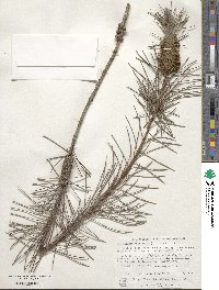 Callistemon pinifolius image