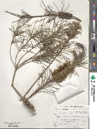 Callistemon pinifolius image