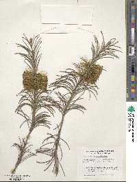 Callistemon pinifolius image