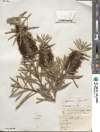 Callistemon rigidus image