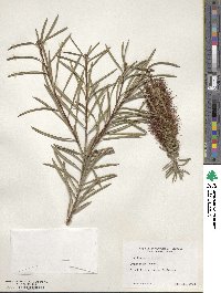 Callistemon rigidus image