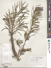 Callistemon rigidus image