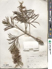 Callistemon rigidus image