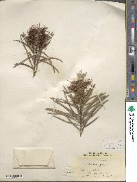 Callistemon rigidus image