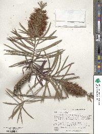 Callistemon rigidus image