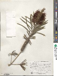 Callistemon rigidus image