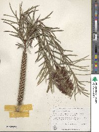 Callistemon rigidus image