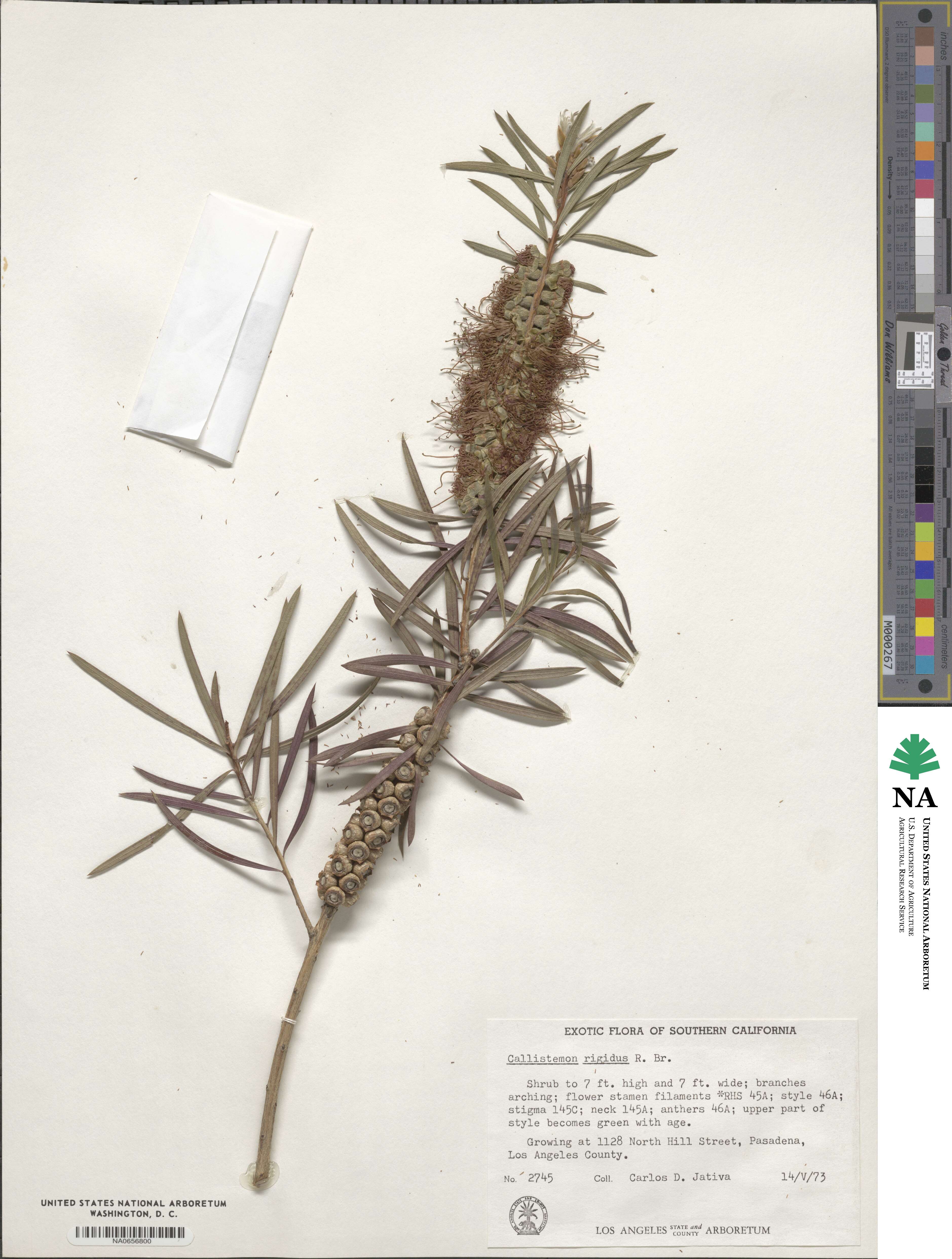 Callistemon rigidus image