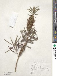 Callistemon rigidus image