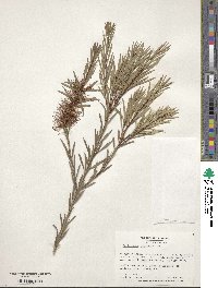 Callistemon rugulosus image