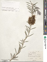 Callistemon rugulosus image