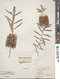 Callistemon rugulosus image