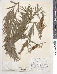 Callistemon salignus image