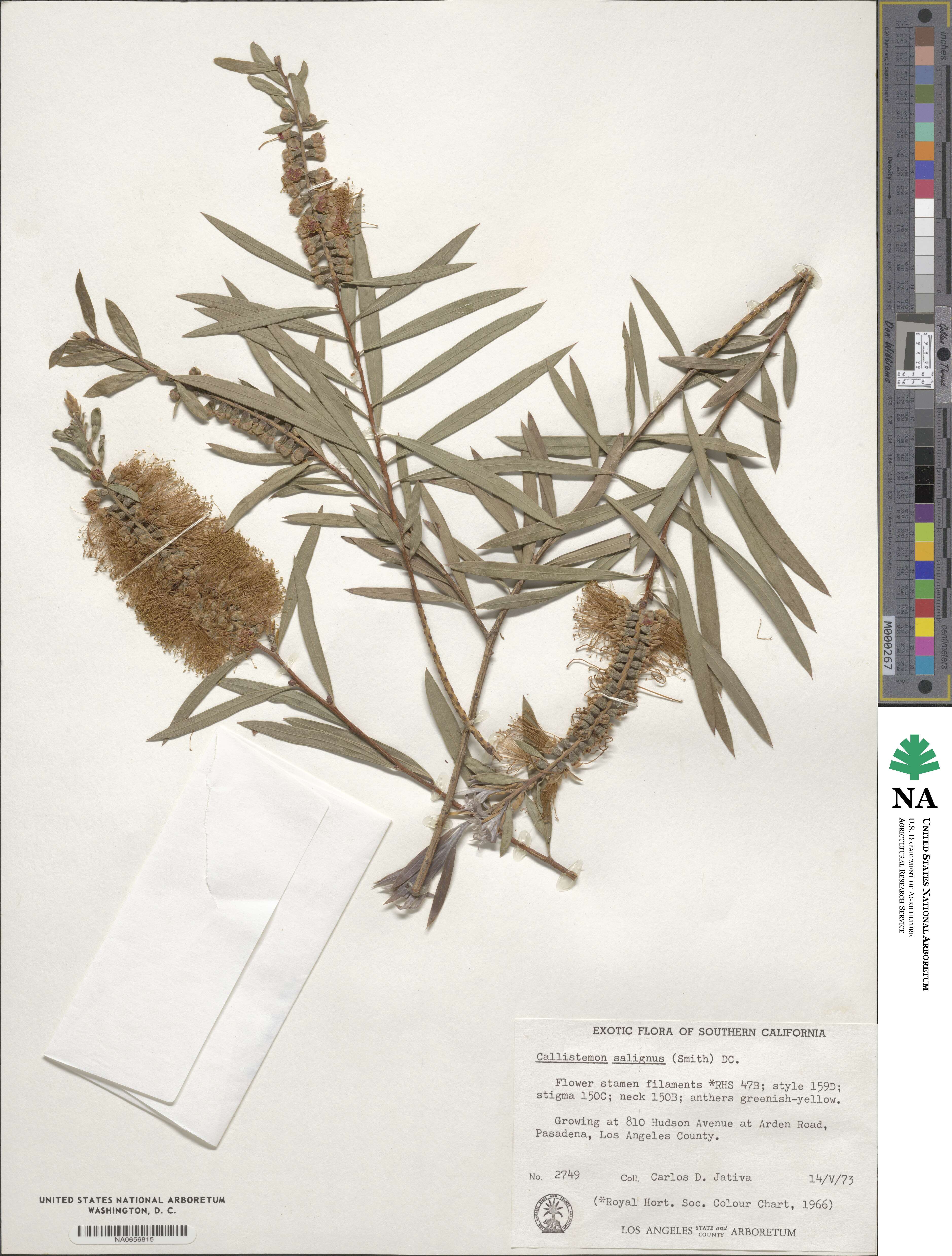 Callistemon salignus image