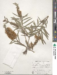 Callistemon salignus image