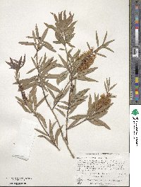 Callistemon salignus image