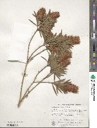 Callistemon salignus image