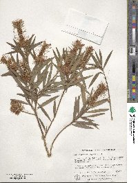 Callistemon salignus image