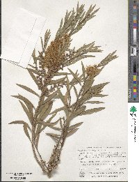 Callistemon salignus image