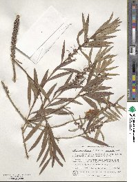 Callistemon paludosus image