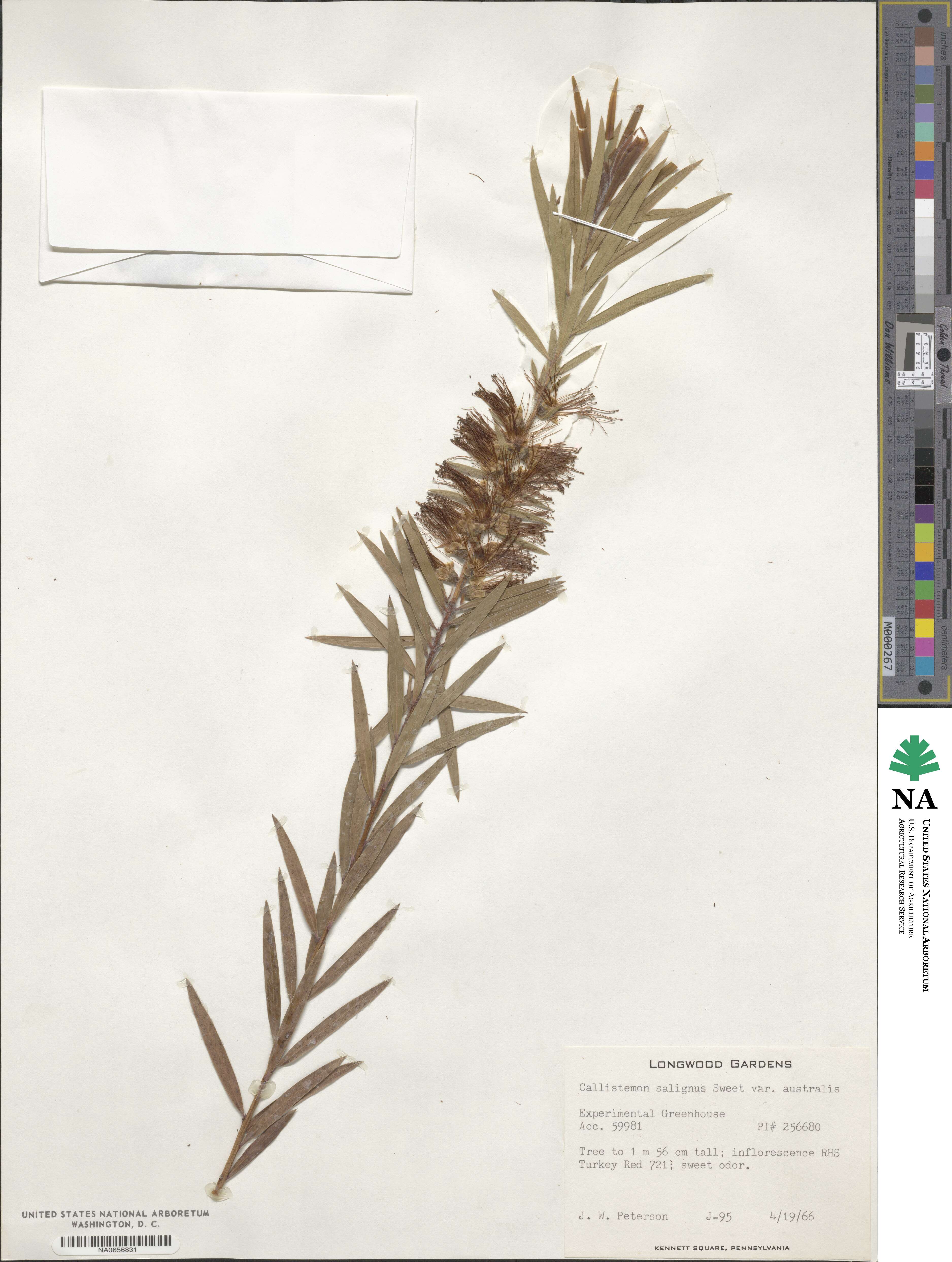 Callistemon paludosus image