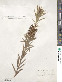 Callistemon paludosus image