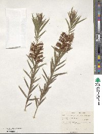 Callistemon paludosus image