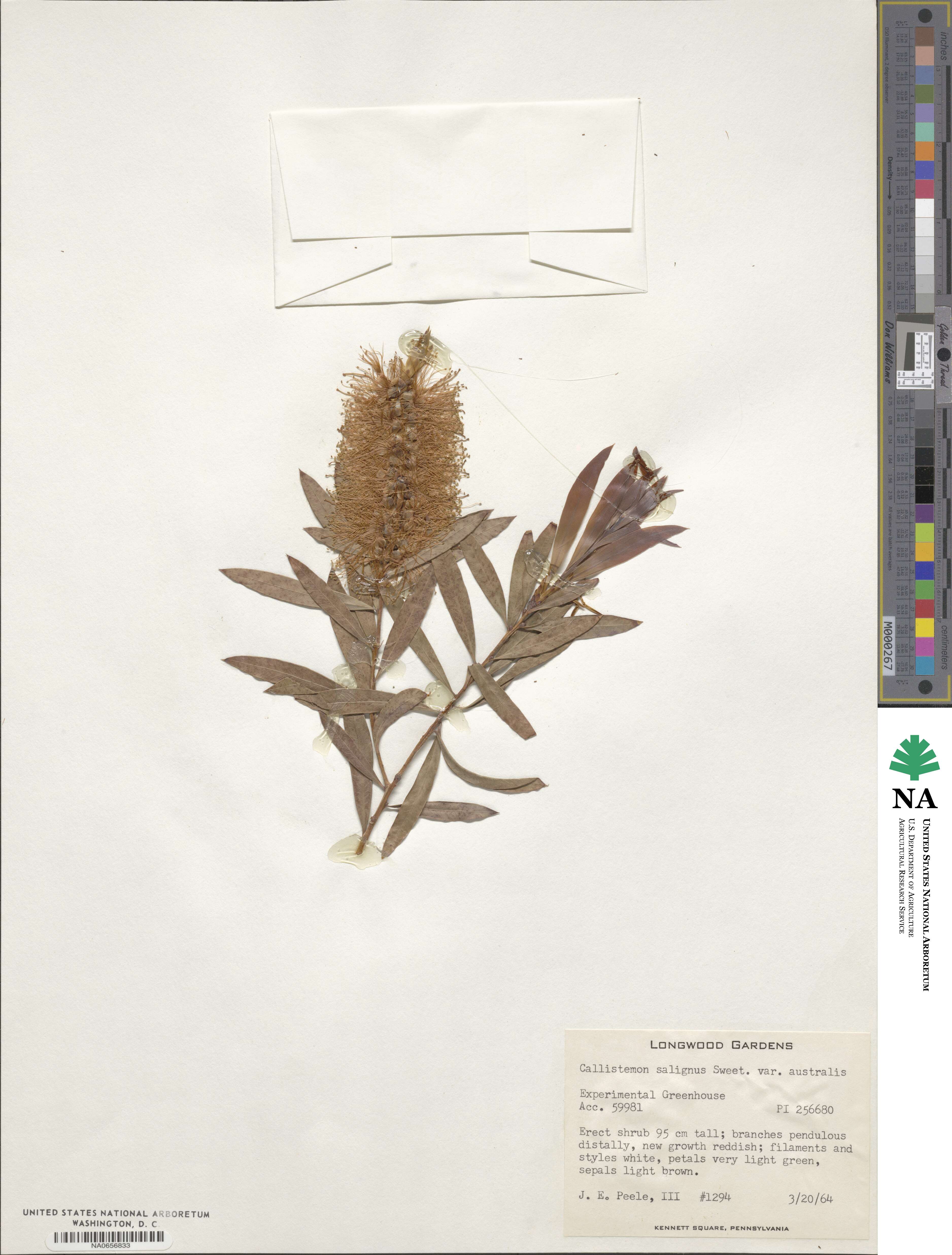 Callistemon paludosus image