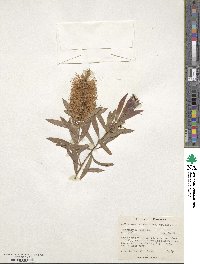 Callistemon paludosus image