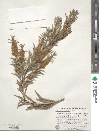 Melaleuca shiressii image