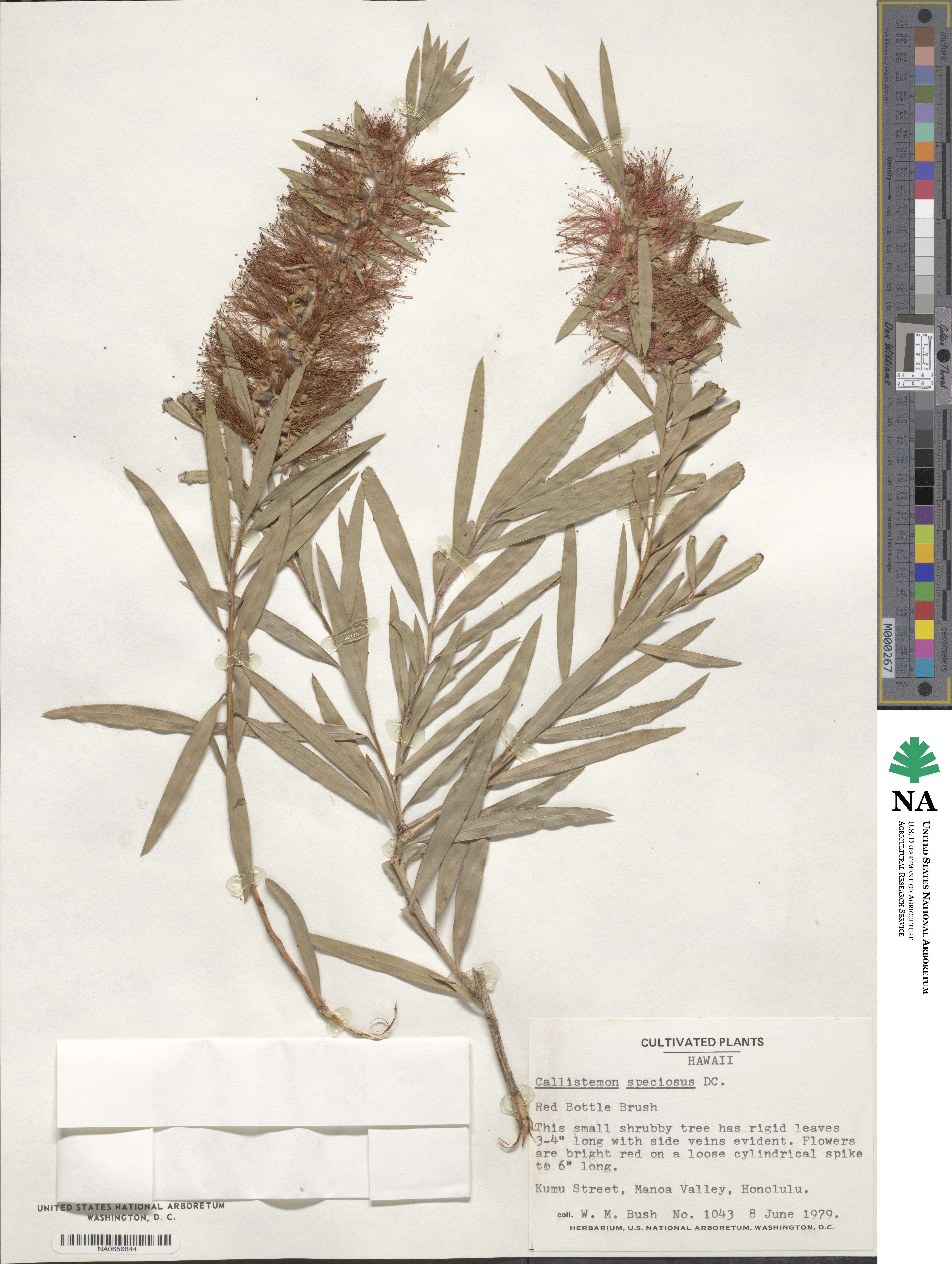 Callistemon speciosus image