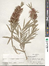 Callistemon speciosus image