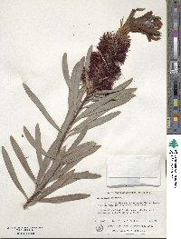 Callistemon speciosus image