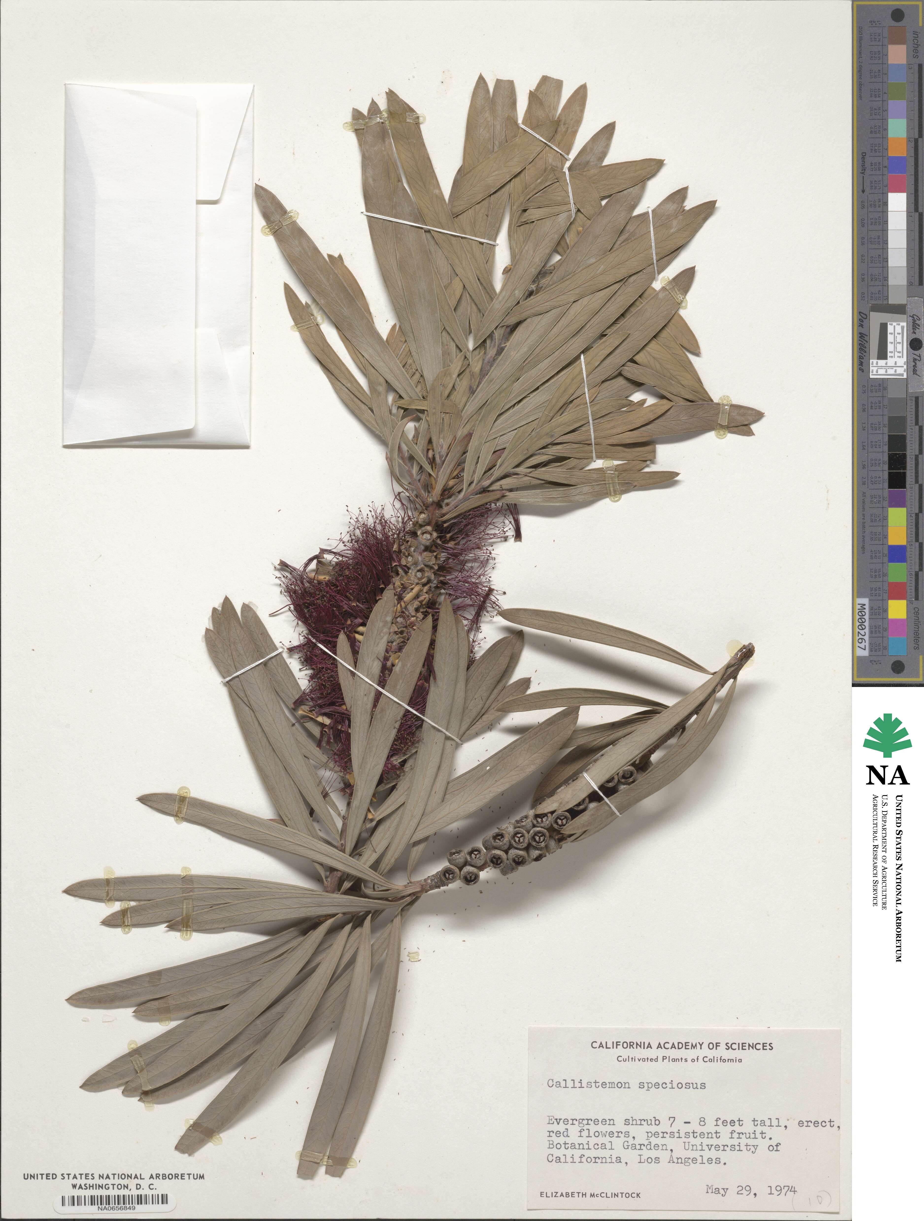 Callistemon speciosus image