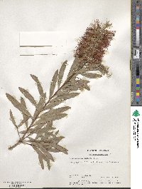 Callistemon speciosus image